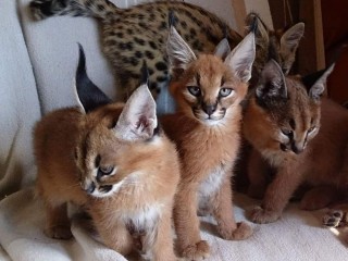 Serval and caracal kittens  available