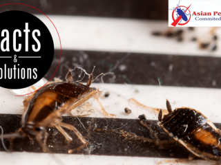 # Asian Pest Control – Best Price & Best Services