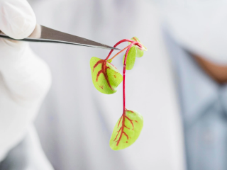 Software discovery phase services